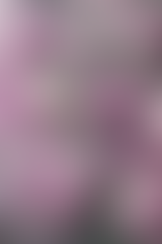 Premium Pink Peonies Phone and Tablet Wallpaper