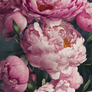 Premium Pink Peonies Phone and Tablet Wallpaper