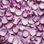 Pink Rose Petals Pattern