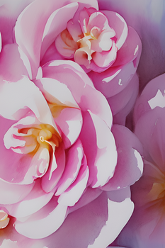 Pink Gardenia Wallpaper