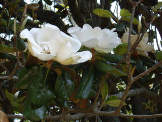 Magnolia Blossoms