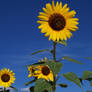 SUNFLOWERS