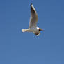 Black headed seagull 1