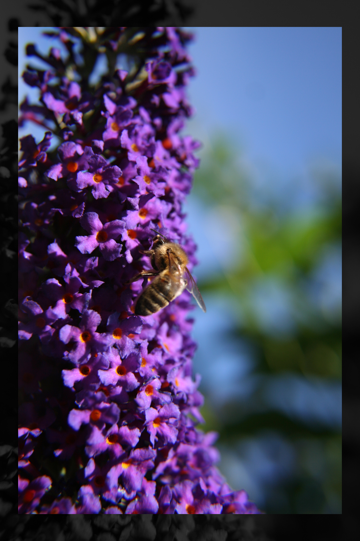 Buddleia2