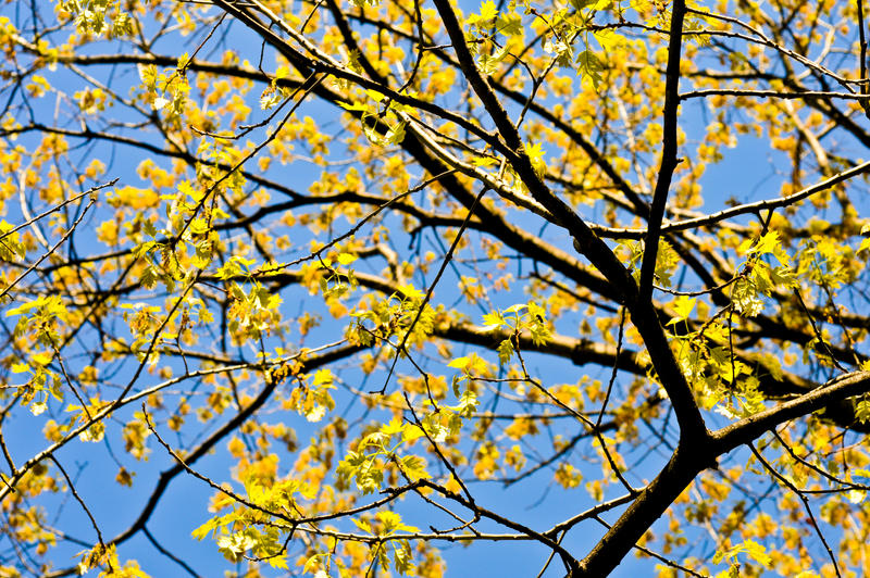 Spring Splash by FloraPang on DeviantArt