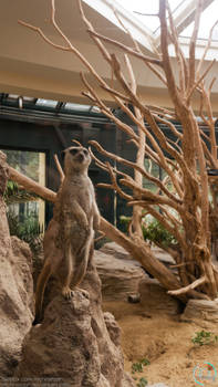 A day at 'Schoenbrunn Zoo' - Meerkat 2