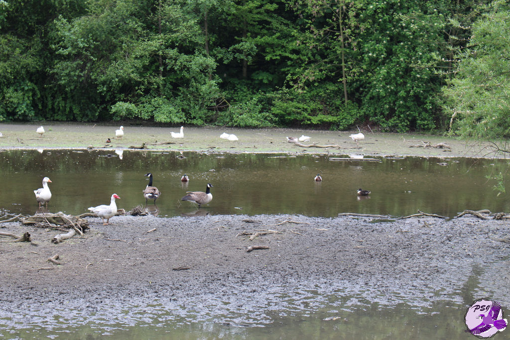 Geese and ducks