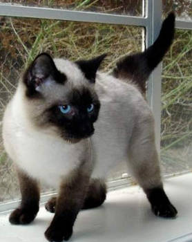 Kelly - Siamese Kitten