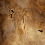 Leather texture 4