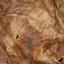 Leather texture 6