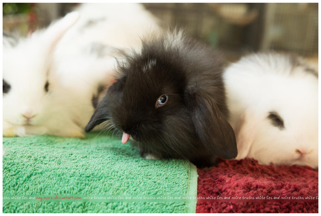 .one bad-ass little bunny. by Kay-Noire on DeviantArt