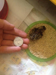 Baby quail