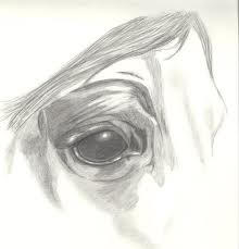 horse eye