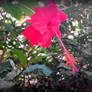 Hibiscus