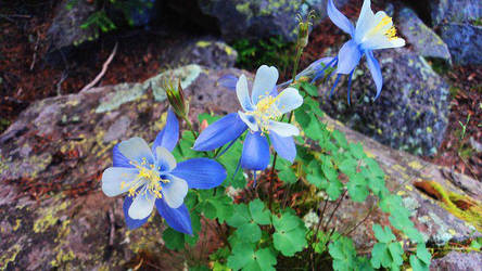 Columbine