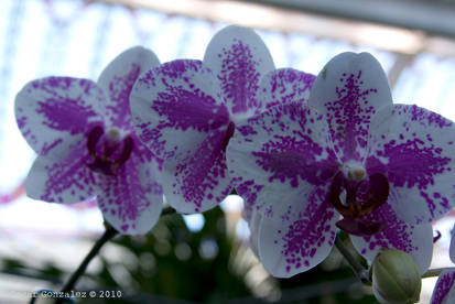 Orquidea_2623