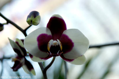 Orquidea_2632