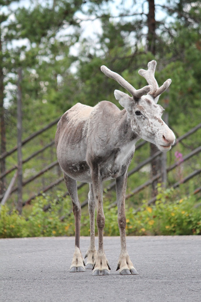 Reindeer