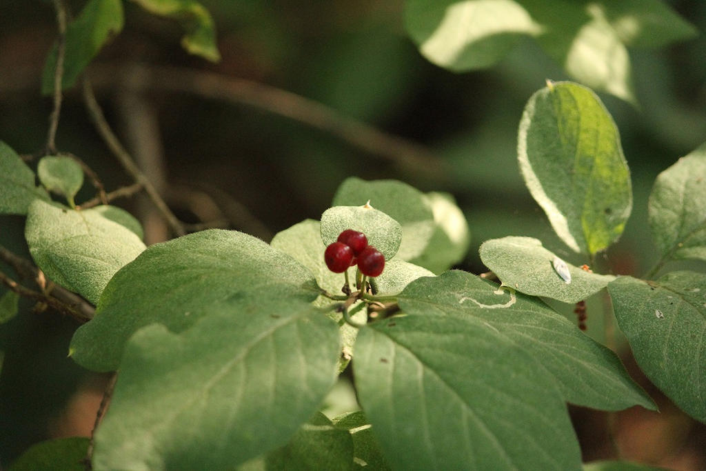 Summer berries 2