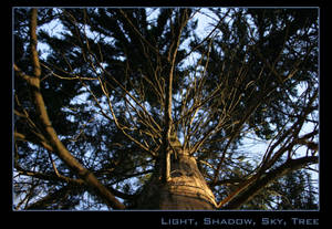 Light, Shadow, Sky, Tree