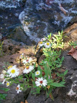 waterflowers