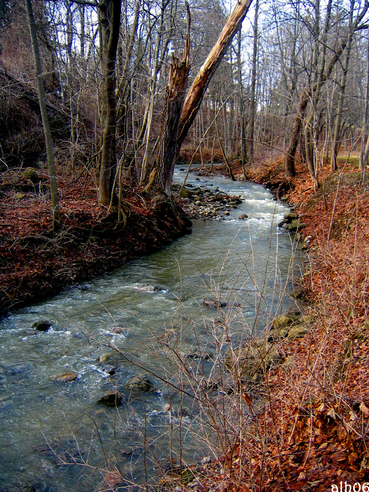 woodlawn stream