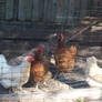 The chickens