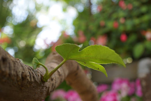 story of a leaf