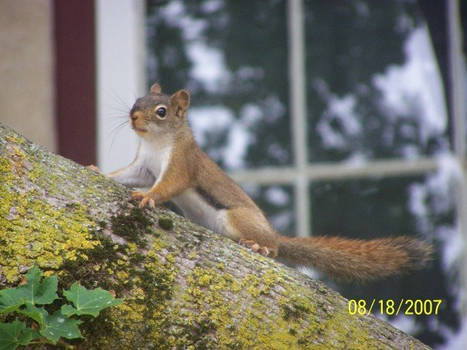 Squirrel 32