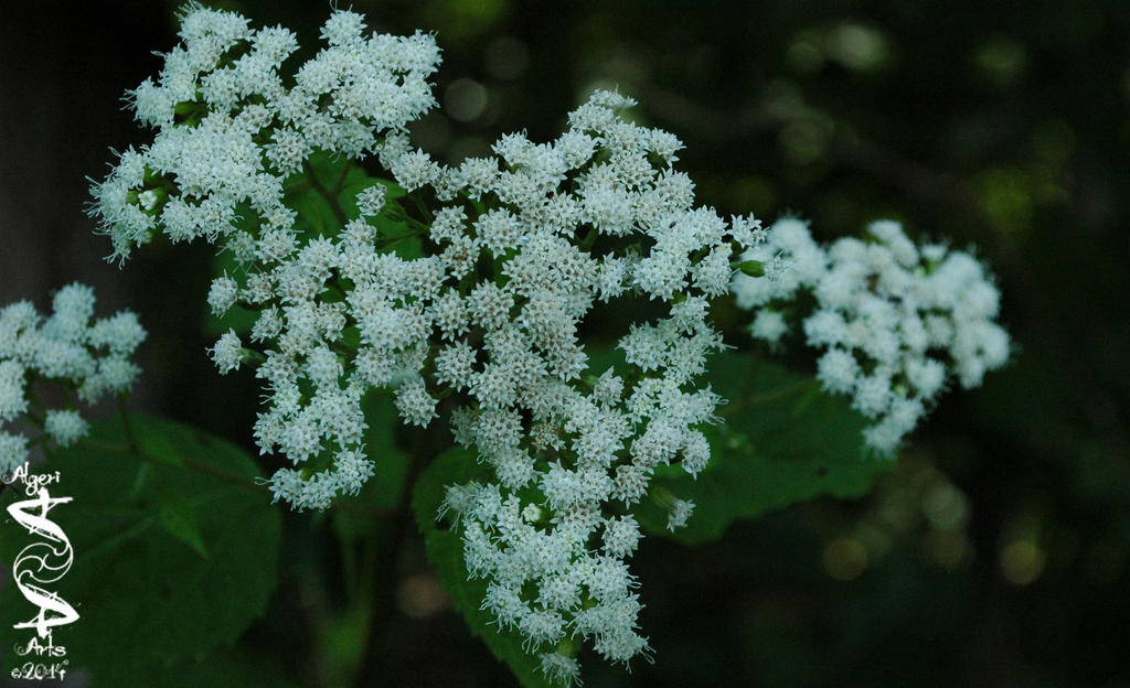 Flowers at the Edge of the Woods