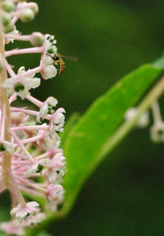 Harvesting the Final Nectar