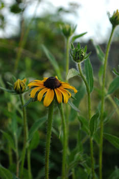 Brown-eyed Susan behind the cabin