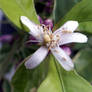 Pink Lemon Blossom