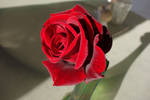 Velveteen Red Rose by pinkythepink
