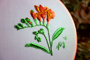 Freesia