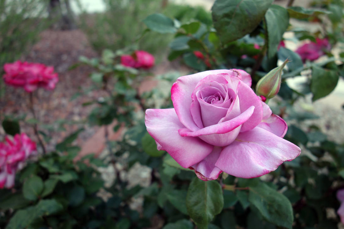 Suntory Applause (Sterling Silver Rose) 2023 by pinkythepink on DeviantArt