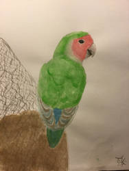 Parakeet