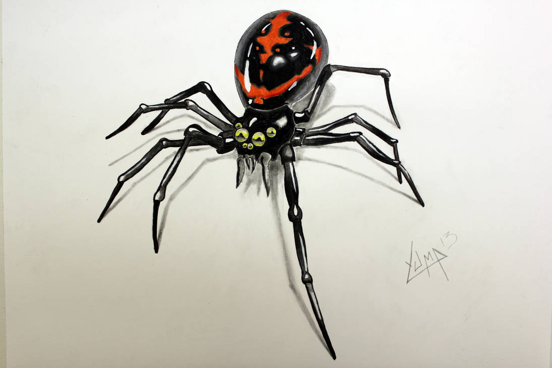 Spider 1 by yuma13 Spider 1 by yuma13