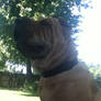 Shar-Pei 4