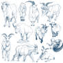 Goat Studies