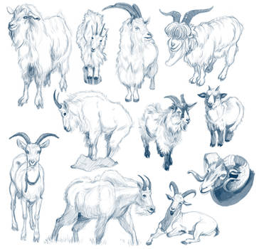 Goat Studies