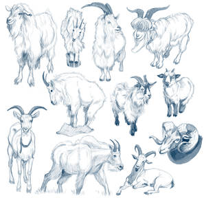 Goat Studies