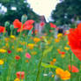 Red Poppy Wallpaper