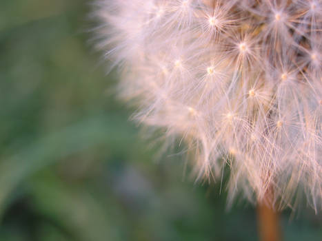 dandelion.