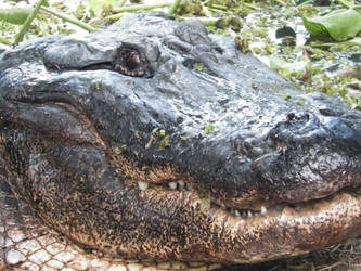 Alligator 2