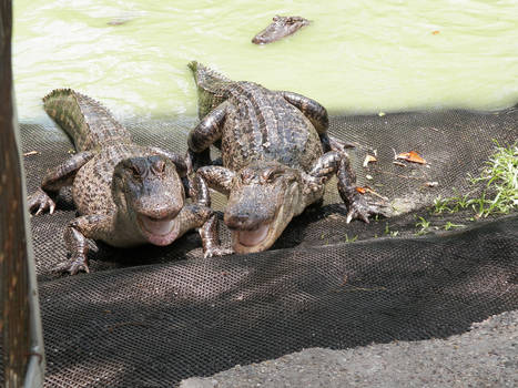 Happy gators