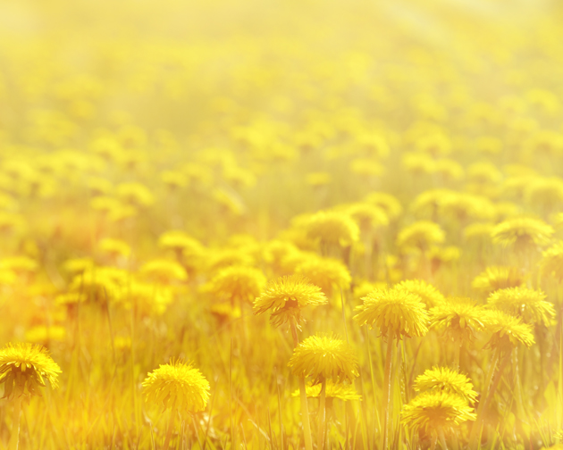 To the Dandelion