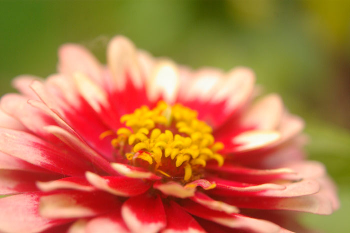 Zinnia Charm