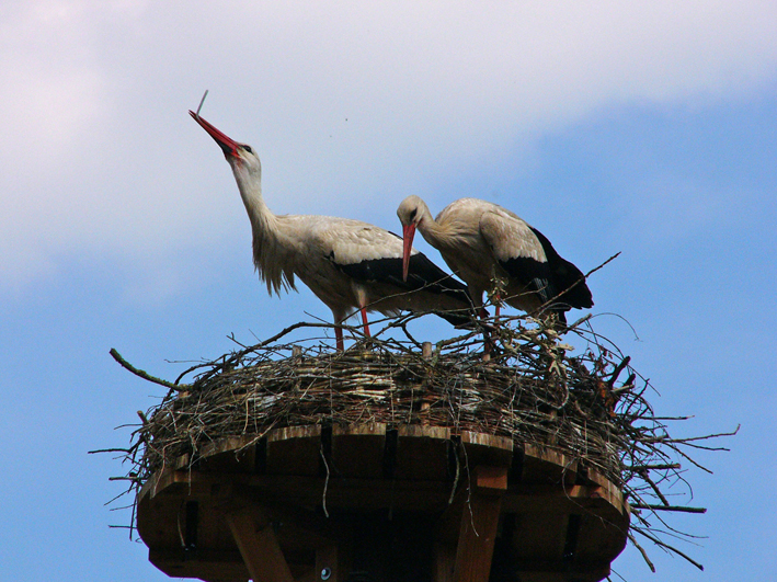 Storks