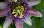 Passion flower by Gambassi